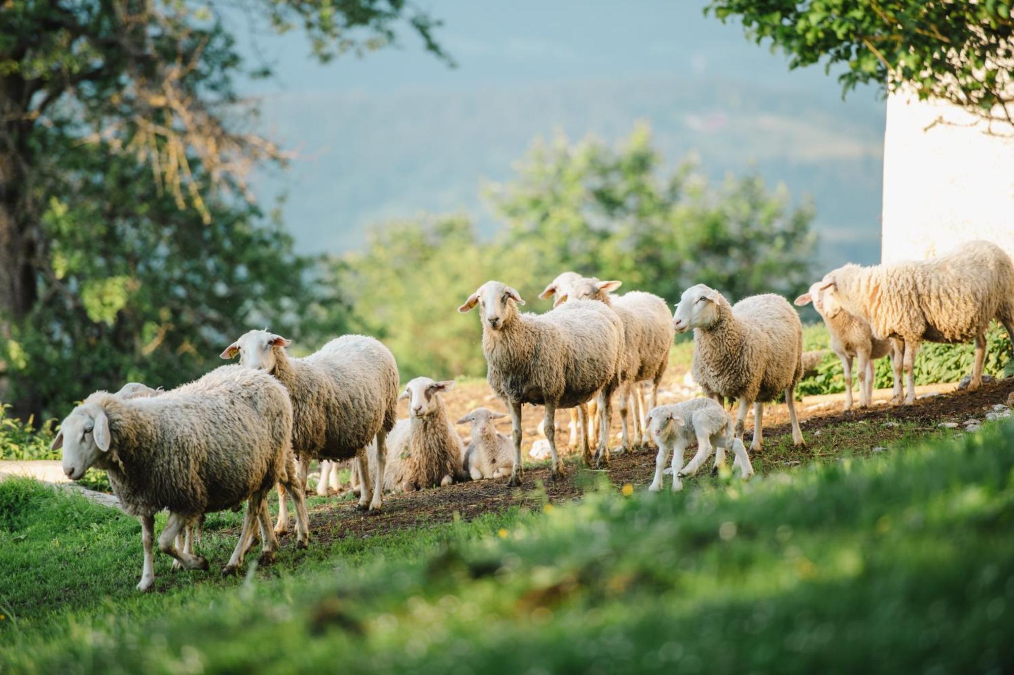 Eco Tourist Farm Ravnjak Slovenj Gradec Exterior foto