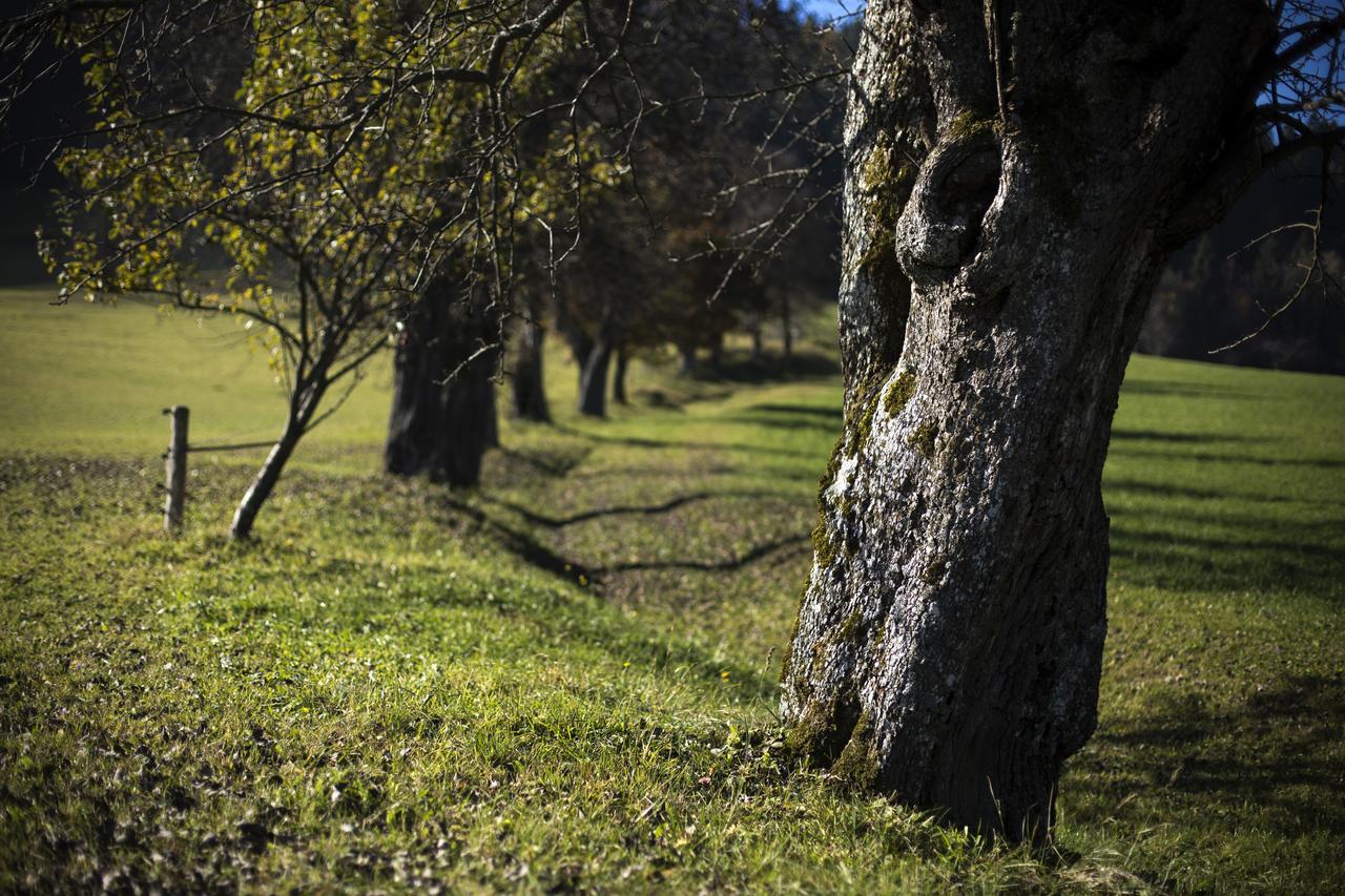 Eco Tourist Farm Ravnjak Slovenj Gradec Exterior foto